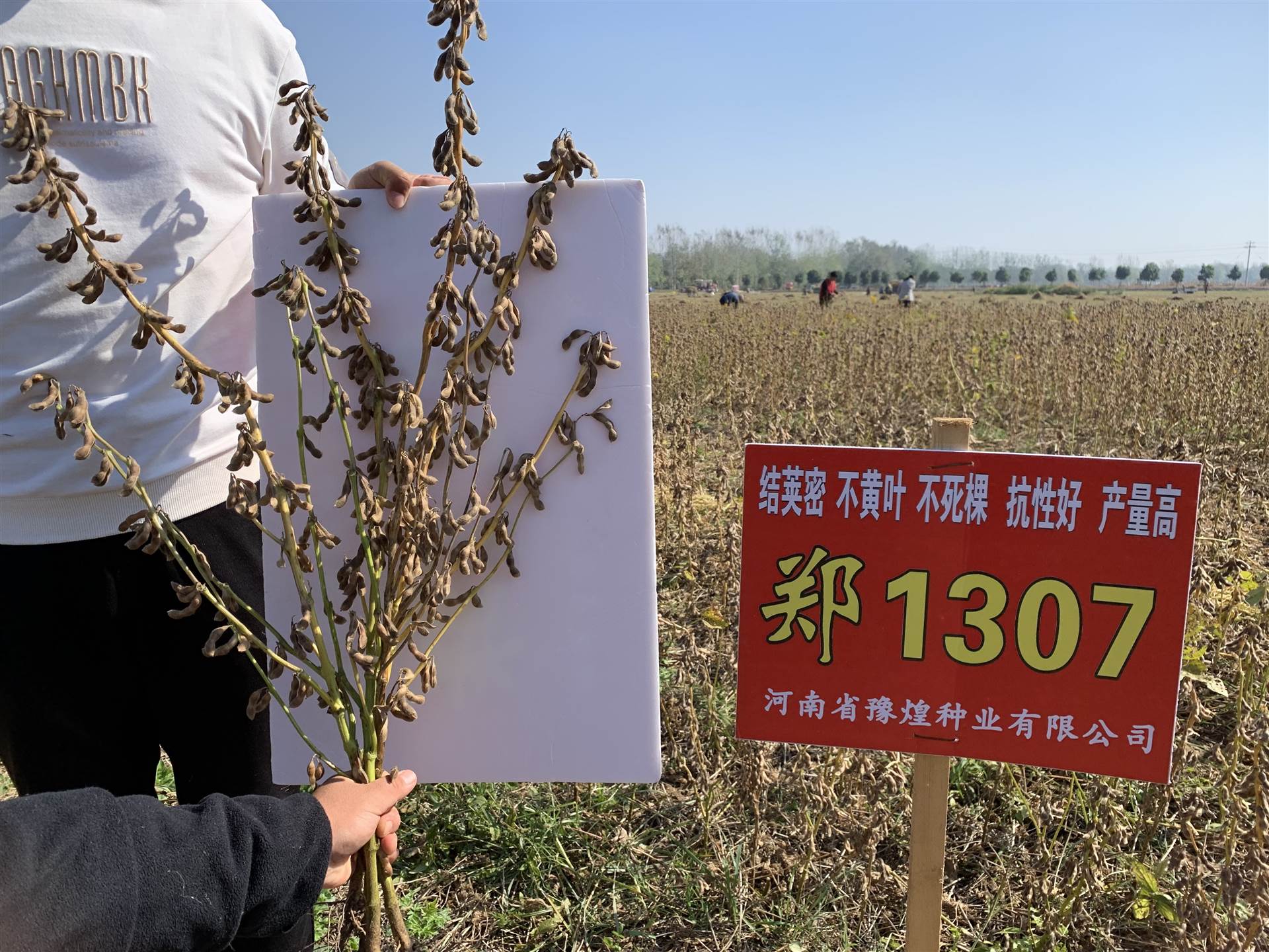 郑1307大豆审定编号图片