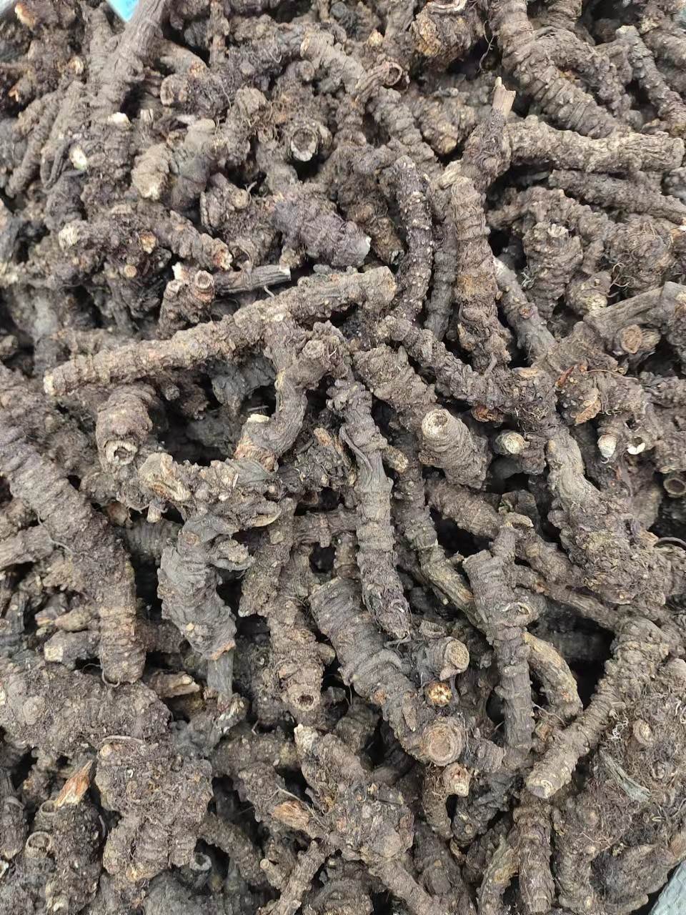 中药材批发羌活蚕羌