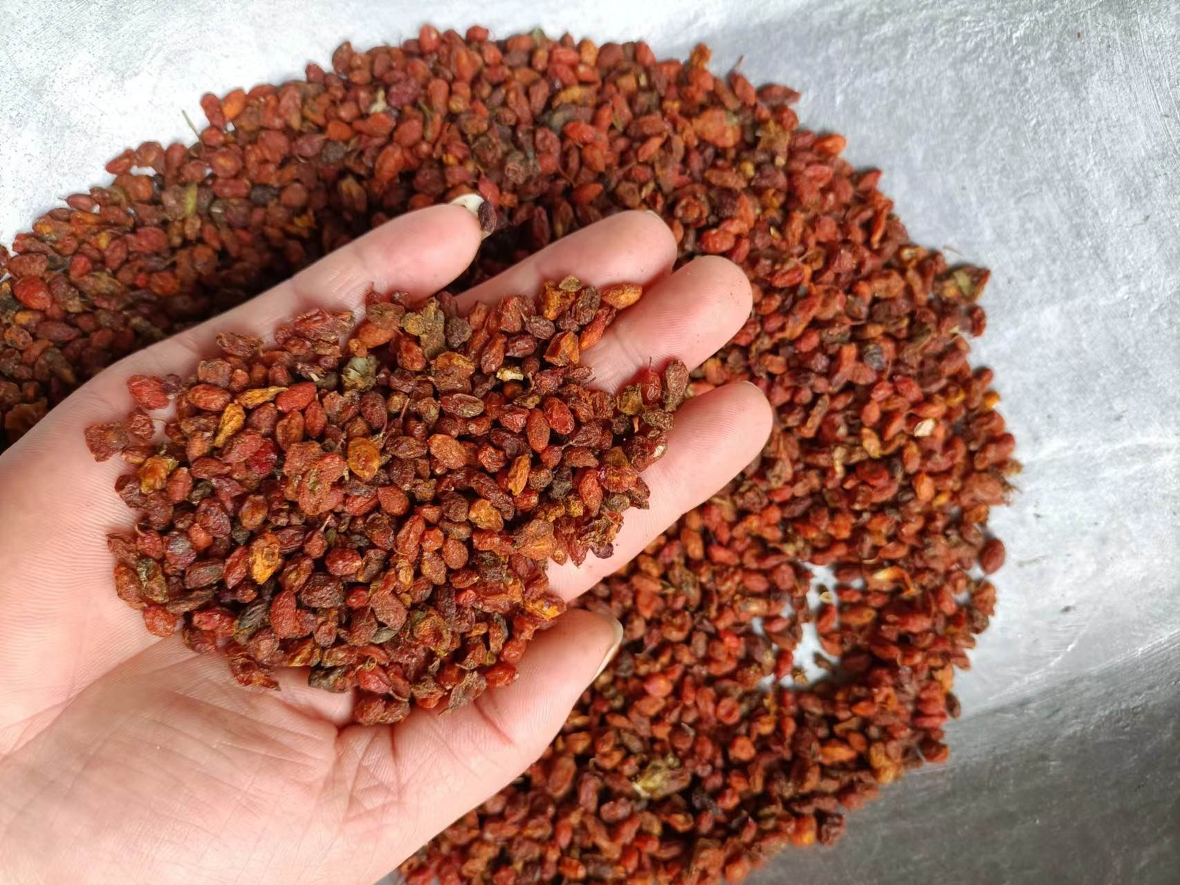 沙棘新货批发   新疆沙棘的价格