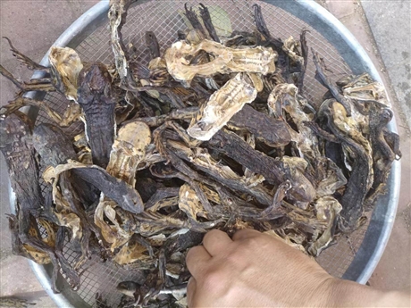 中药材产地价格干蟾