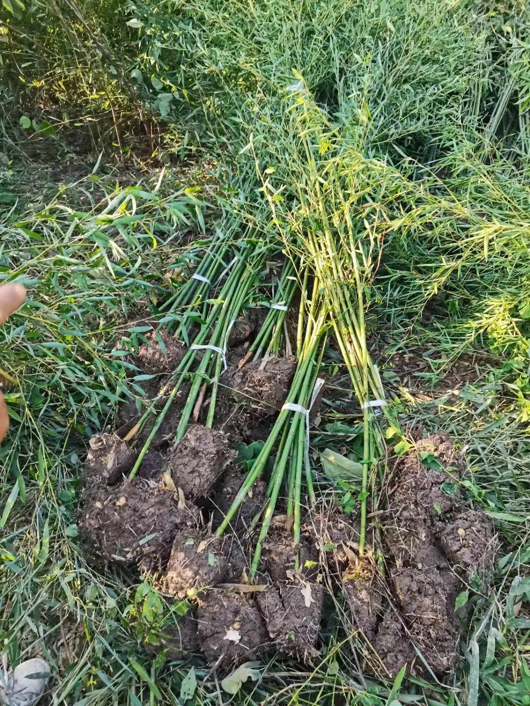 竹 (竹屬植物)竹,又名竹子.品種繁多,有毛竹,麻竹,箭竹等.