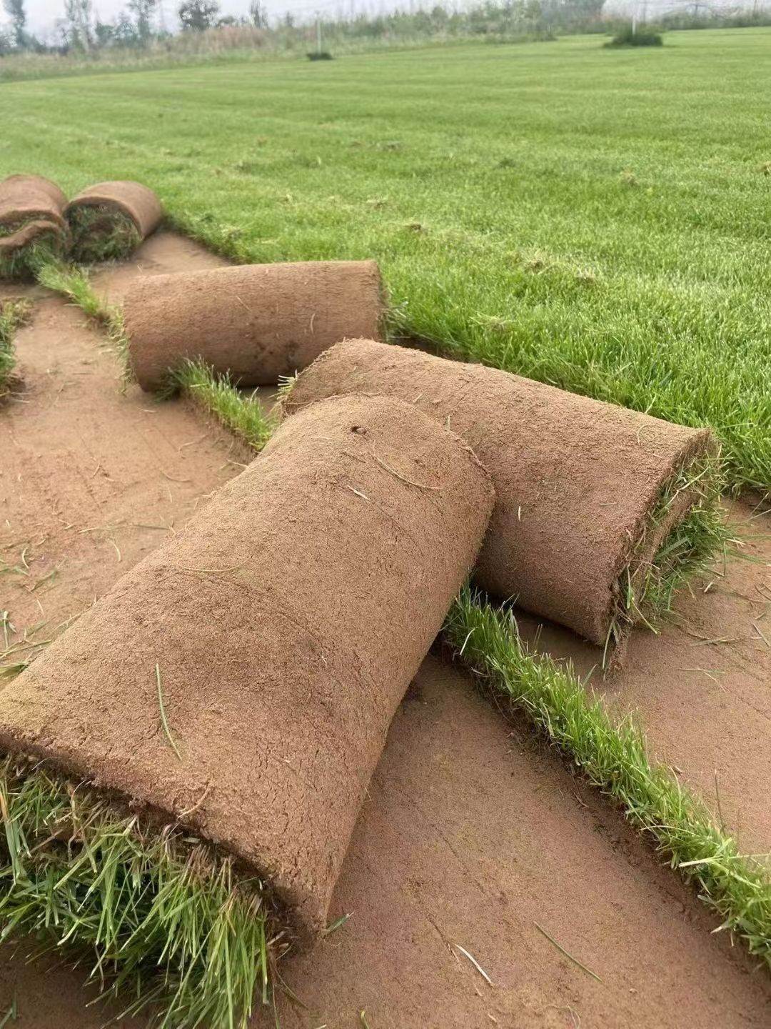 草坪混播草坪四季草皮草坪卷草皮地被草坪