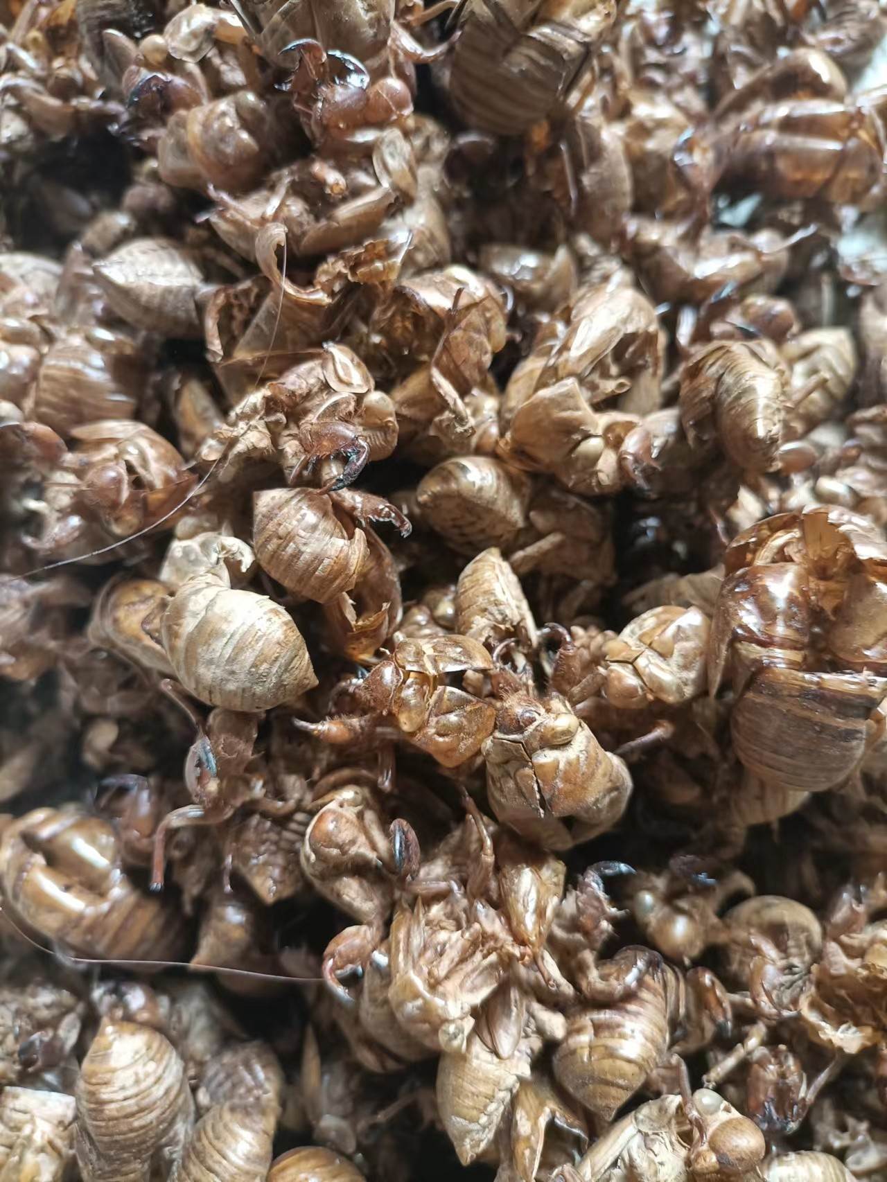 中药材蝉蜕原料