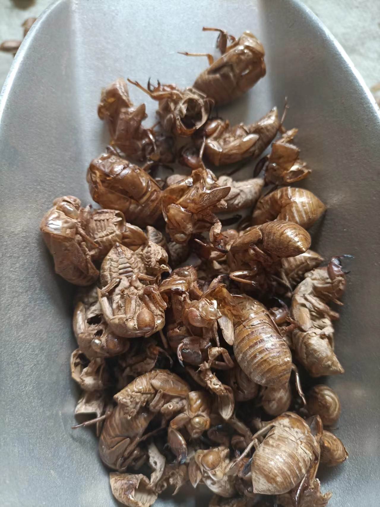 蝉蜕的功效与价格