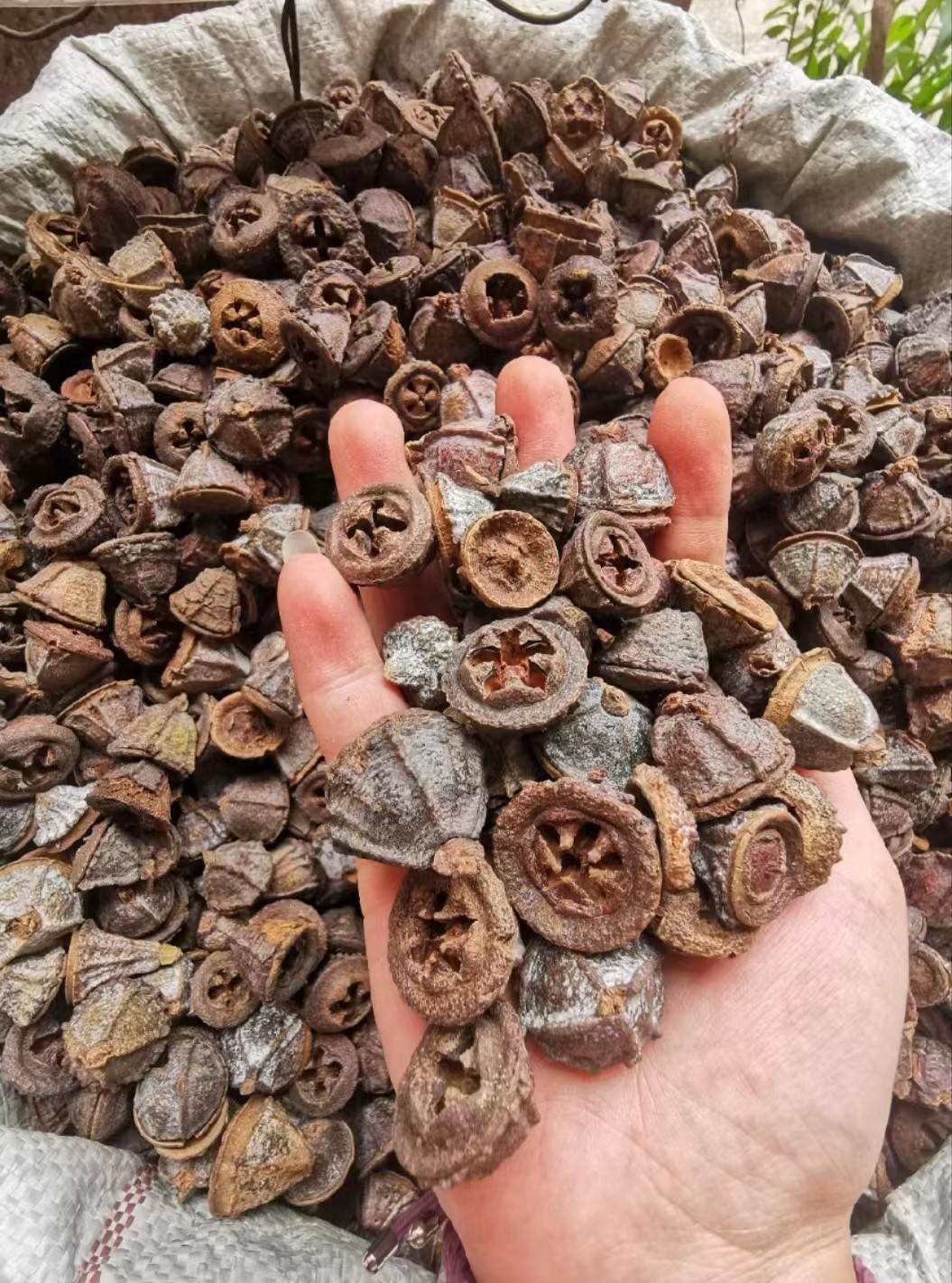 中药材一口钟今日价格  质量可靠 市场价格  一斤价格