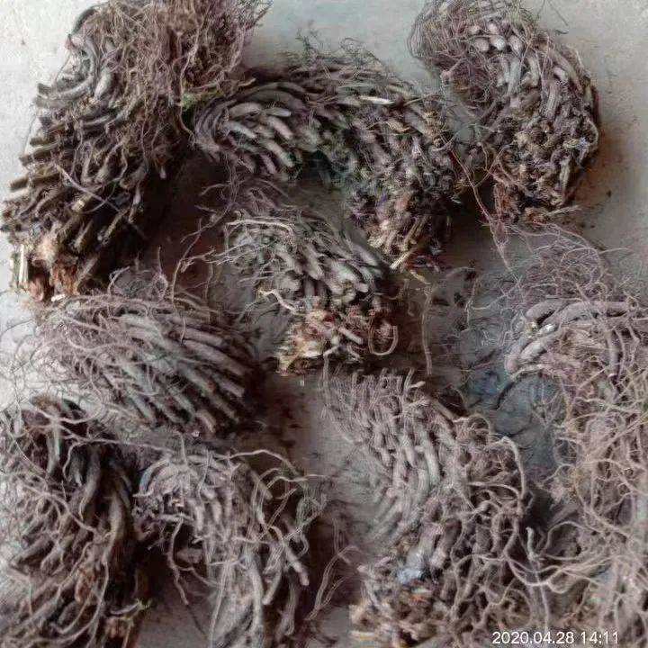 中药材山菠萝批发价格