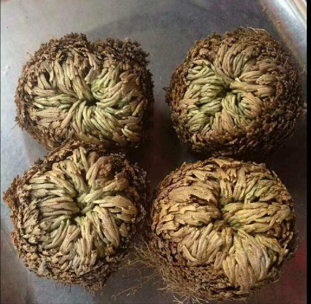 九死还魂草功效与作用  2022九死还魂草 最近价格与动态