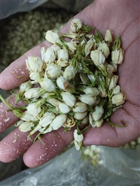 中药材茉莉花今日价格   功效与作用   质量可靠  最近价格与动态