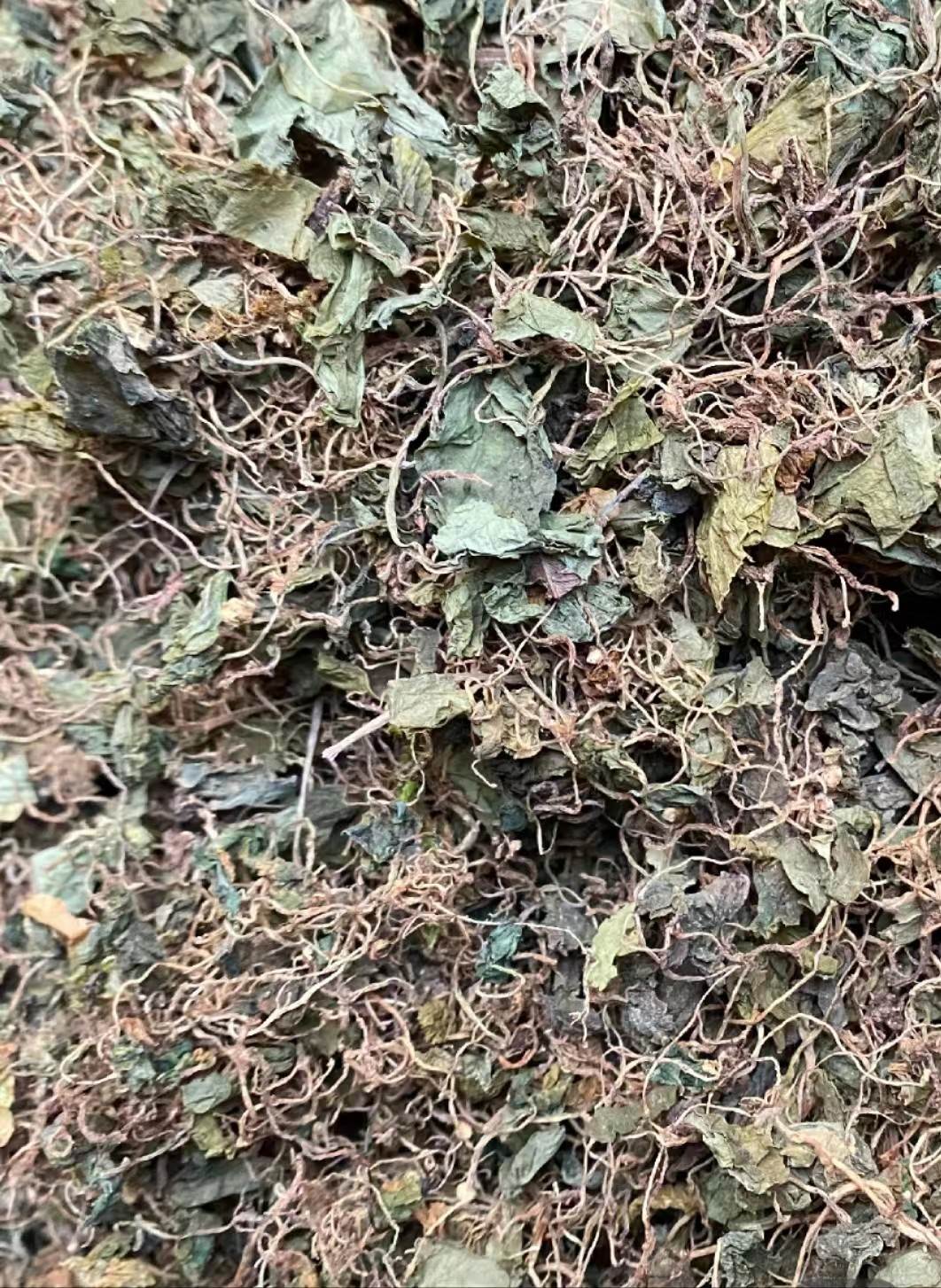 中药材青天葵今日价格 功效与作用 一件代发 一斤价格