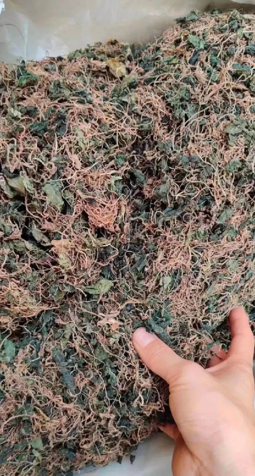 中药材青天葵今日价格  功效与作用  一件代发  一斤价格