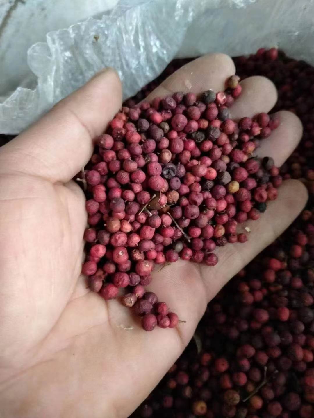 中药材天竺子今日价格  功效与作用  一件代发  一斤价格