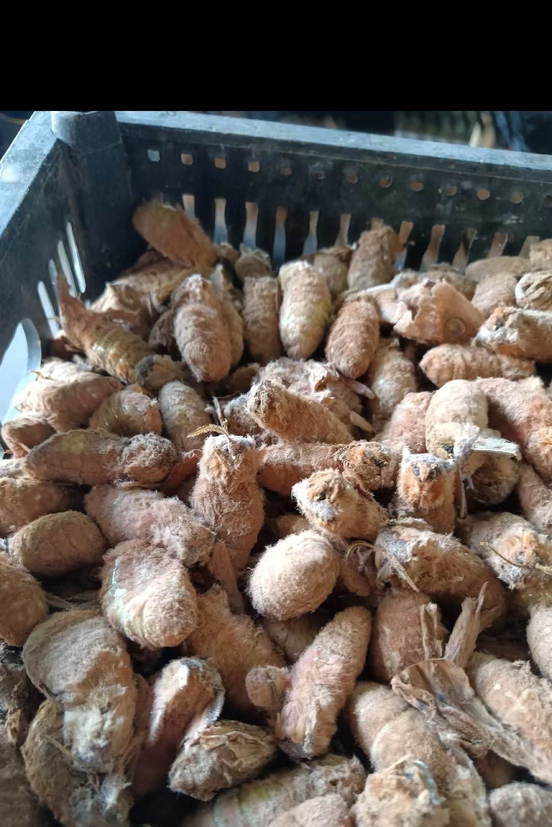 亳州中药材批发原蚕蛾  最近价格与动态  别名晚蚕蛾  一斤价格