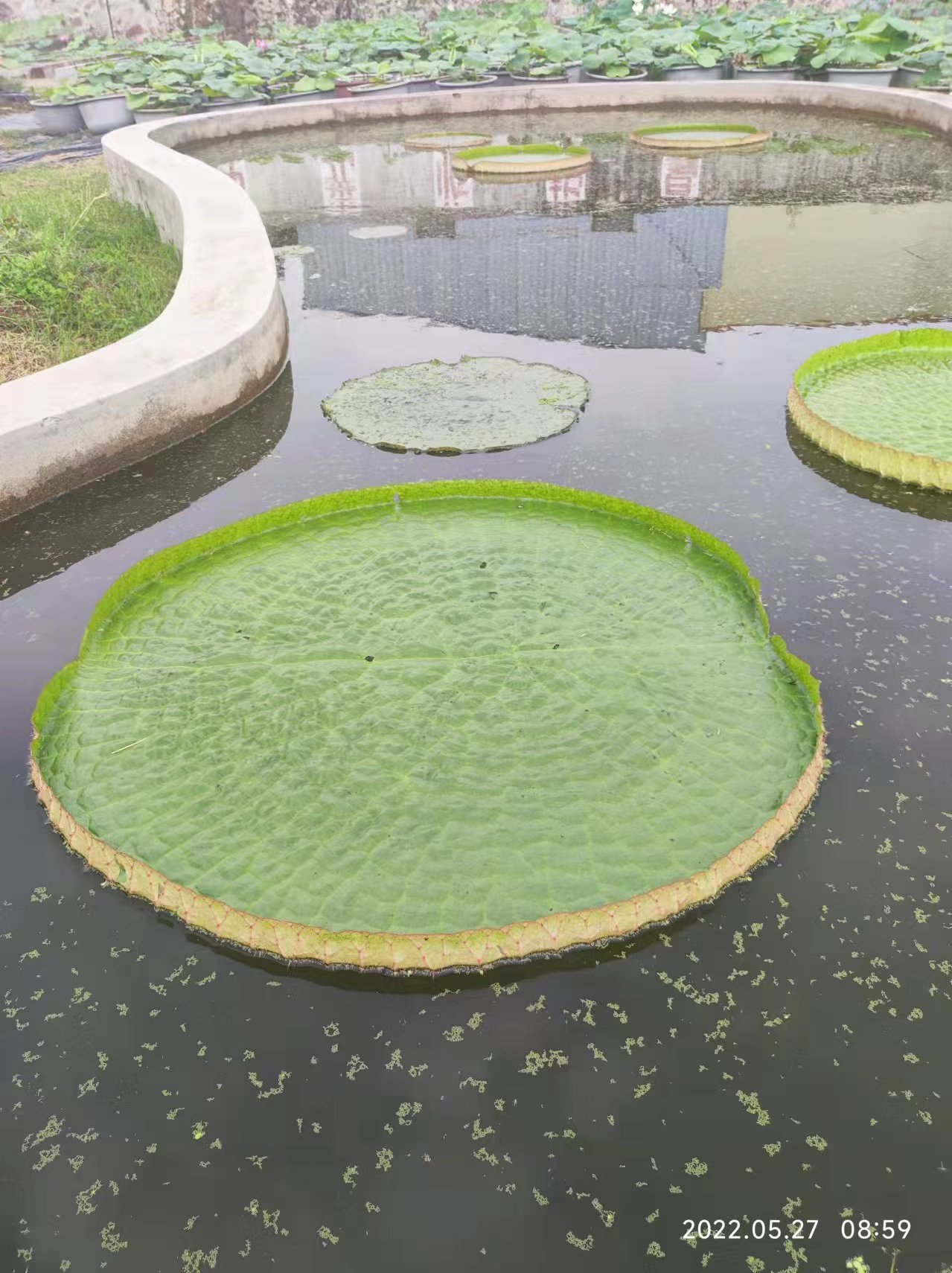 大王莲 基地直发成活率高 睡莲苗 园林绿化盆栽 王莲大叶片花多