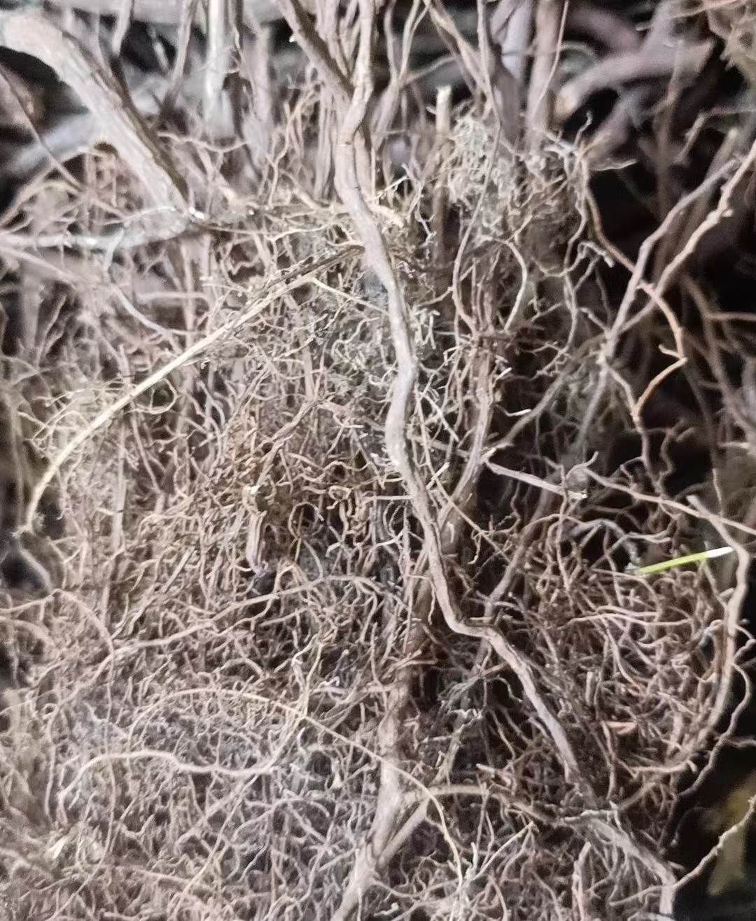 中药材铁筷子一手货源  质量可靠  别名九龙丹   功效与作用