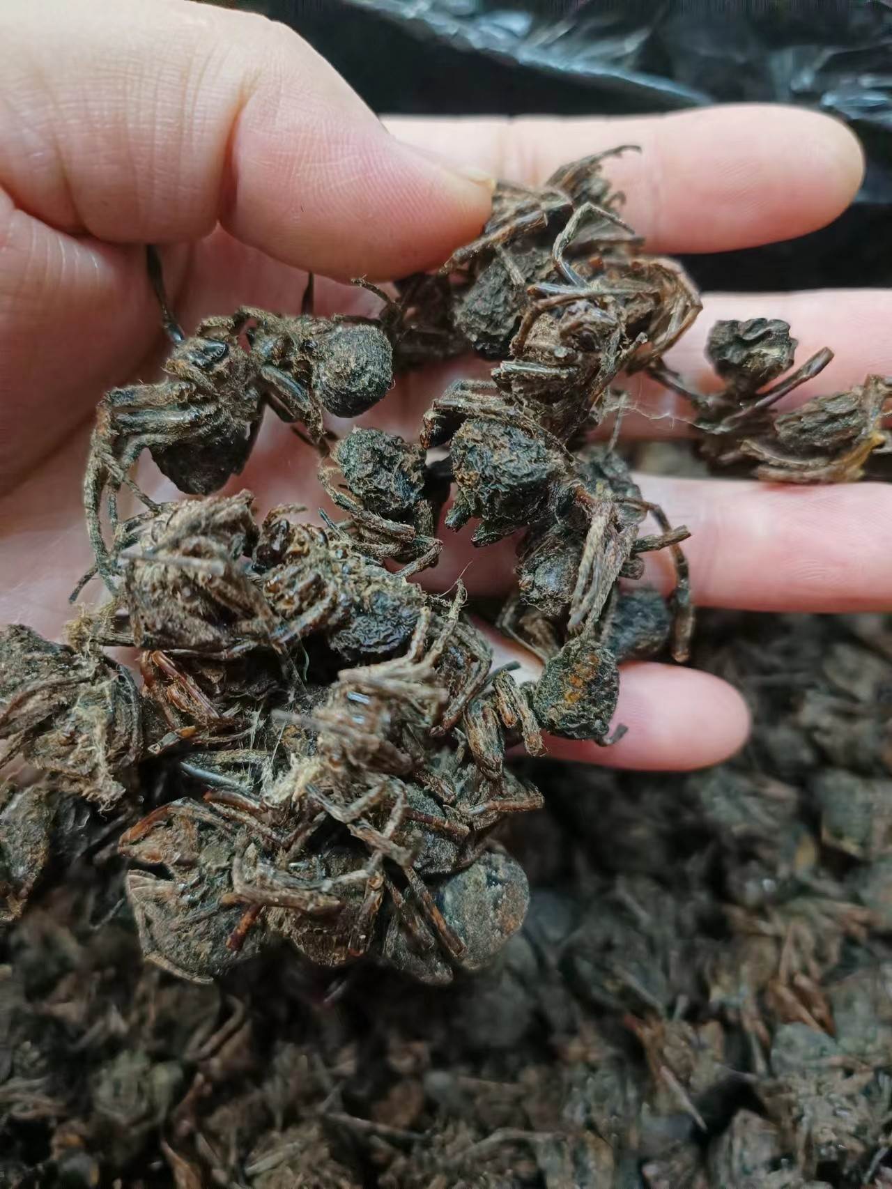 中药材黑蜘蛛批发零售 质量可靠 更近价格与动态 一斤价格