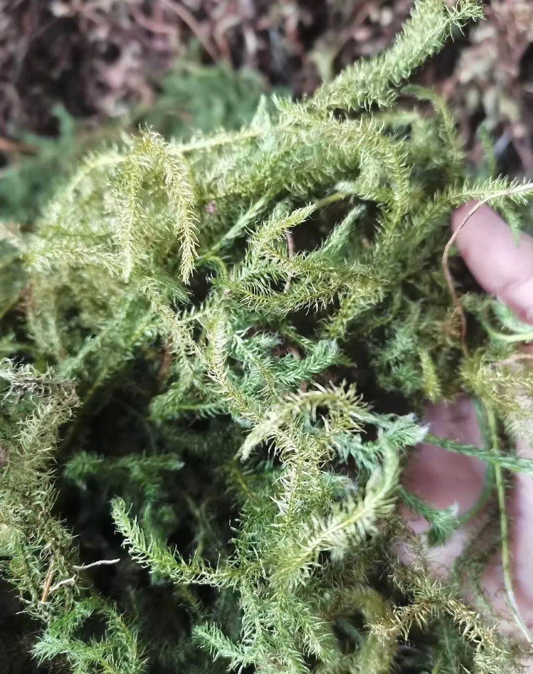 中药材伸筋草功效与作用 最近价格与动态 别名狮子草 一斤价格