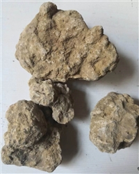 中药材姜石一手货源  最近价格与动态  别名蛎石  一斤价格
