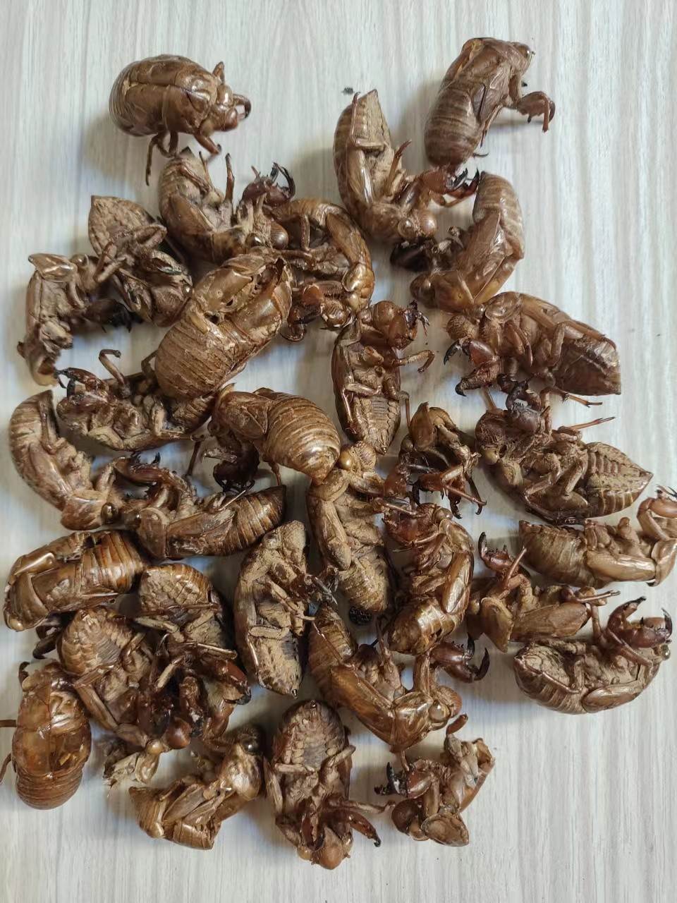 中药材批发虫退/蝉蜕