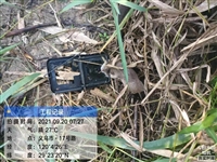 义乌抓老鼠捅马蜂窝杀虫  东阳除蚂蚁捕老鼠灭蟑螂 灭白蚁