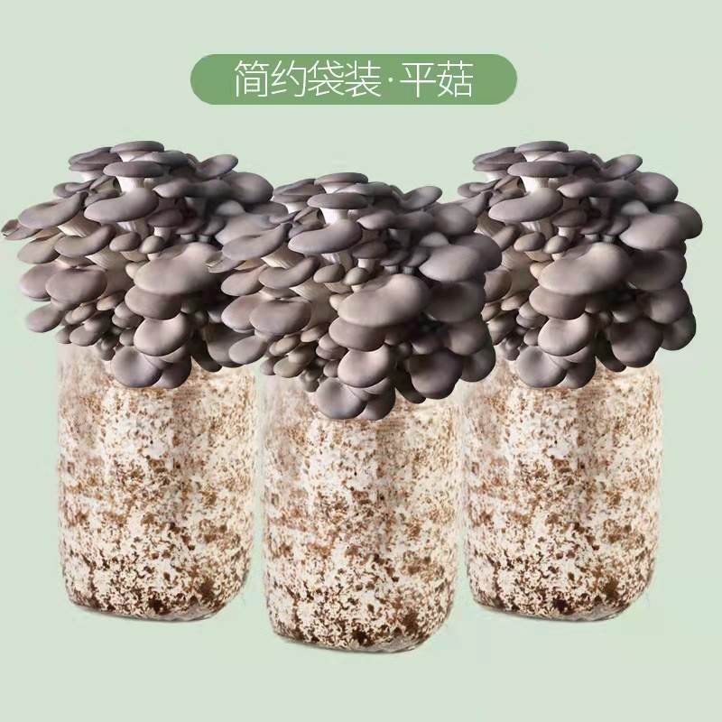 蘑菇种植包 平菇菌种 家庭自己种蘑菇菌包 食用菌菌种 菌菇种植包