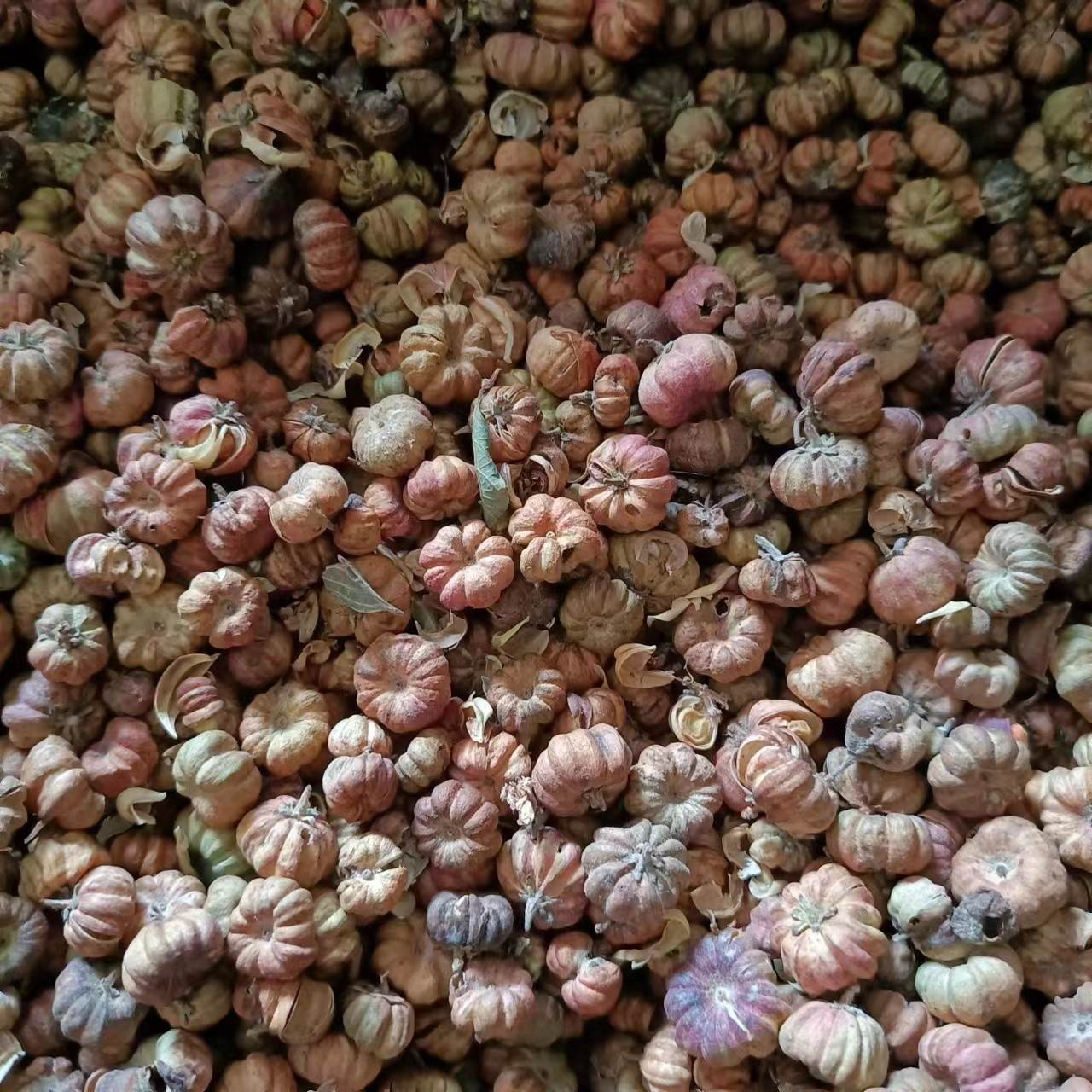 供应冷背药材算盘子   算盘子别名