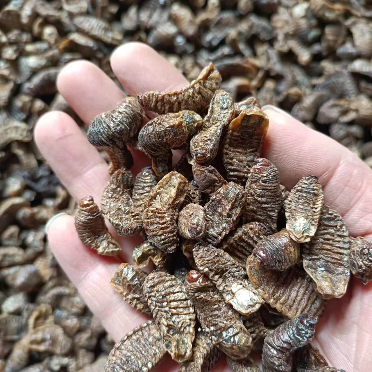 中药材蛴螬今日价格 供应各种中药材