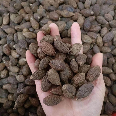 中药材批发龙虱