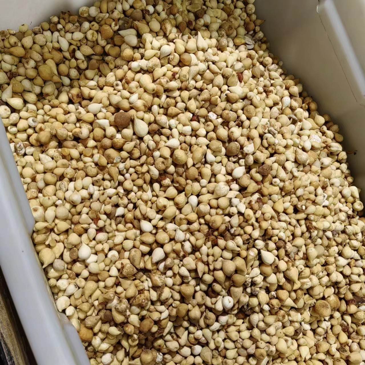 中药材红四方藤-搜了网