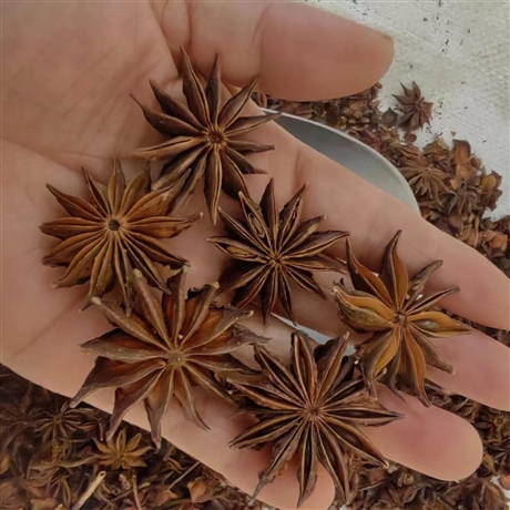 中药材批发野八角