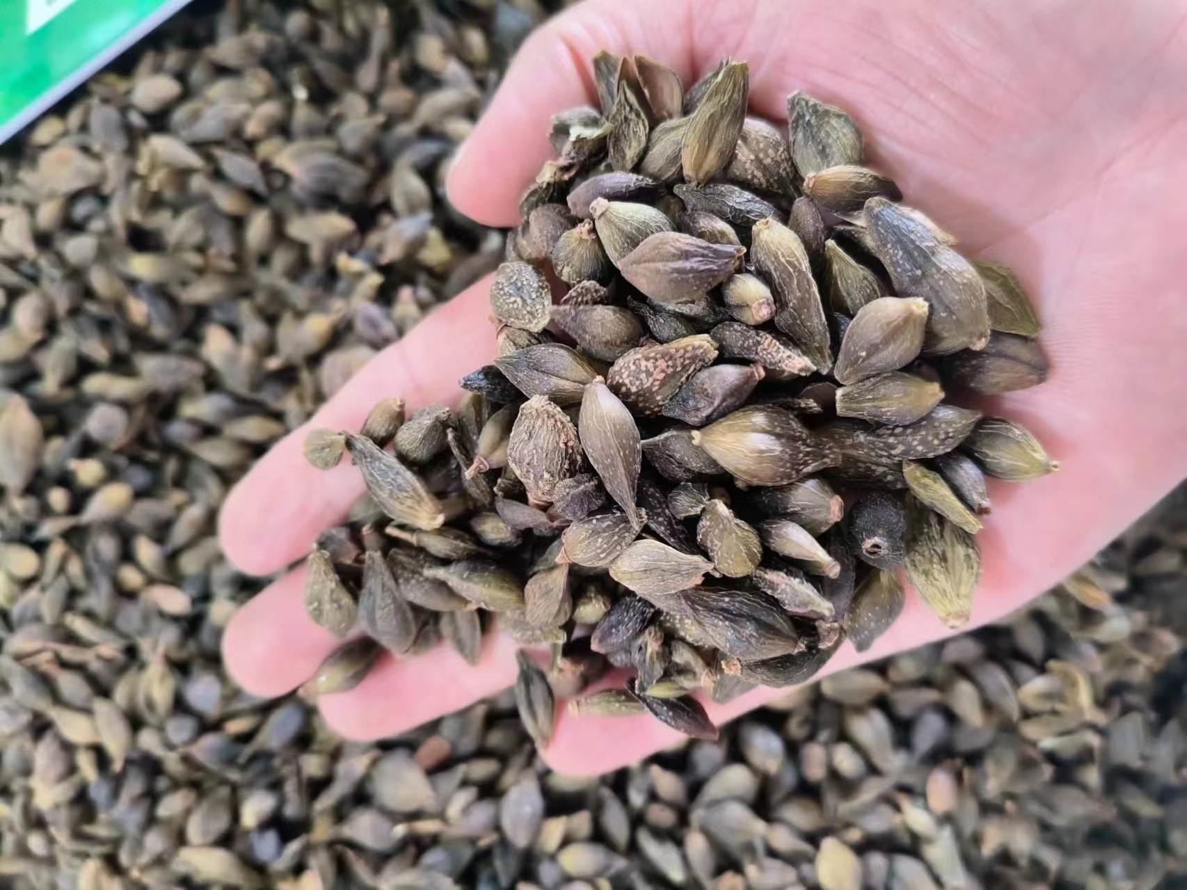 连翘各种规格齐全