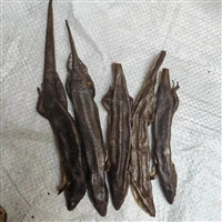 中药材图片麻蛇子