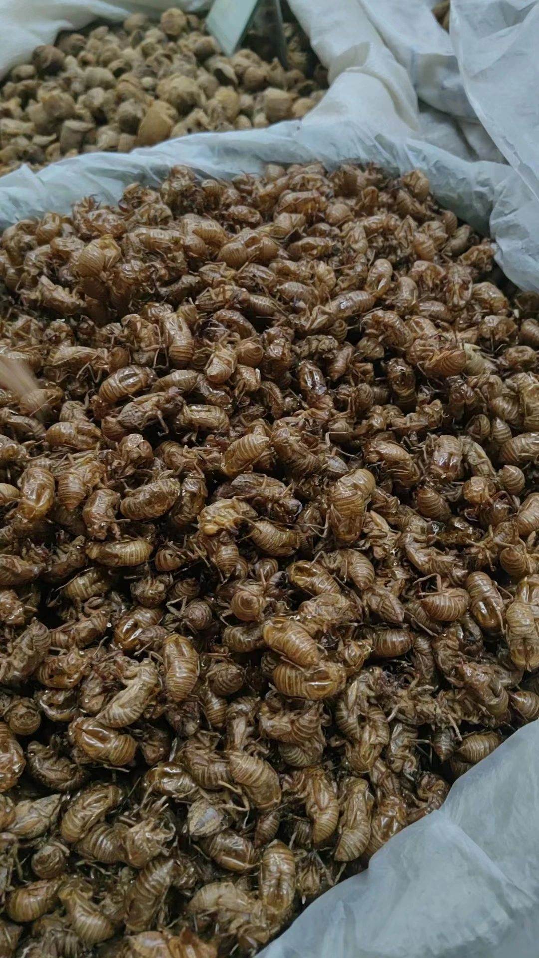 中药材蝉蜕功效