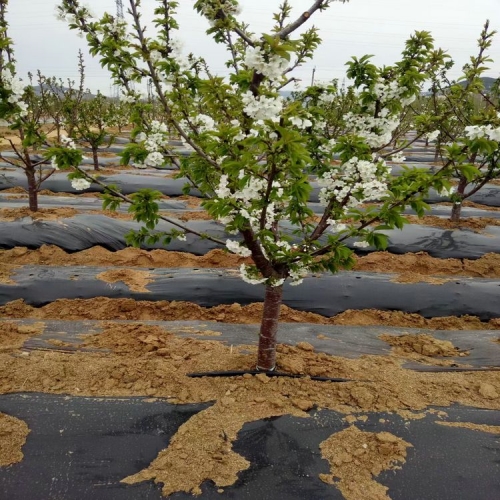 花卉种植防草布 果园防草地布 桔子树新型遮草布 果树遮草盖草布