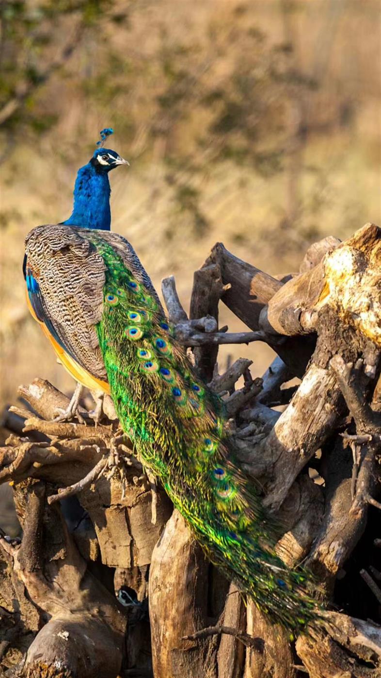 长春孔雀在线免费咨询