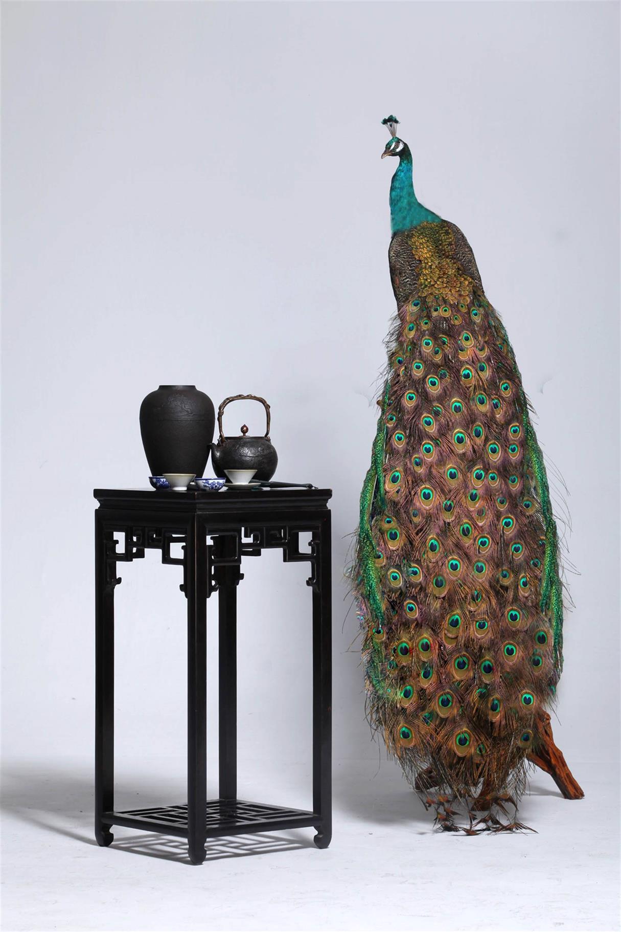 广州孔雀标本定制欢迎咨询