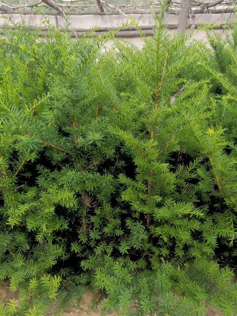 东莞红豆杉苗基地红豆杉小苗