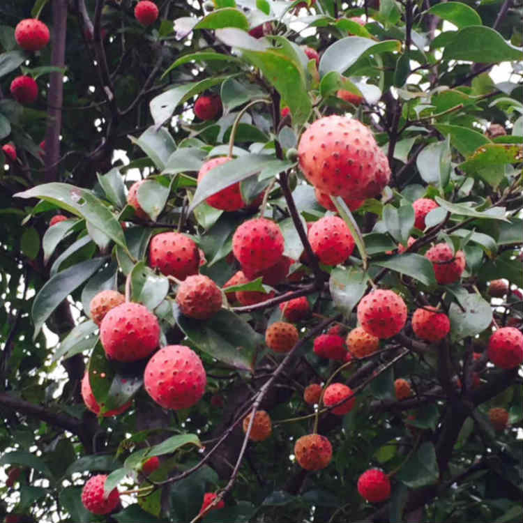 红花四照花基地图片