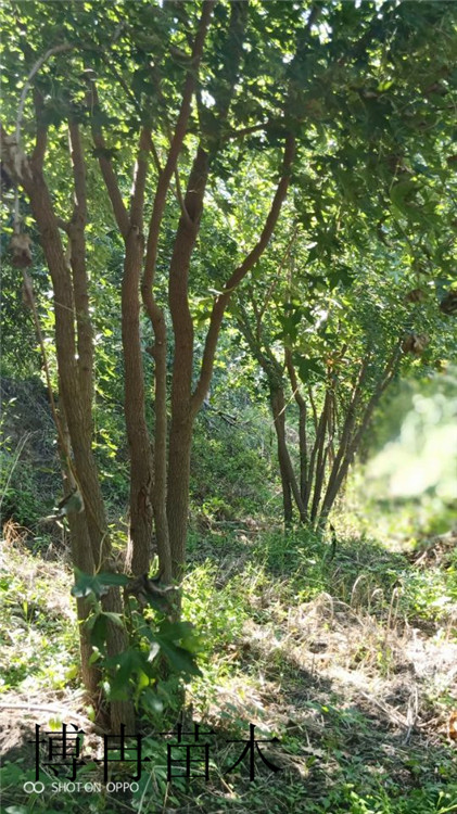 五角枫管理你想要的这里都有