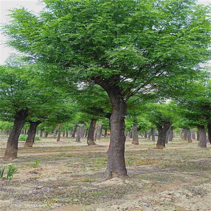 皂角种植栽培技术;皂角树基地