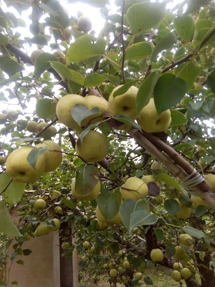 皇冠梨基地 供应皇冠梨