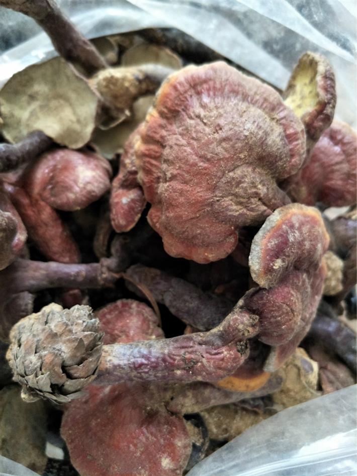 野生赤灵芝产地直销灵芝点击咨询