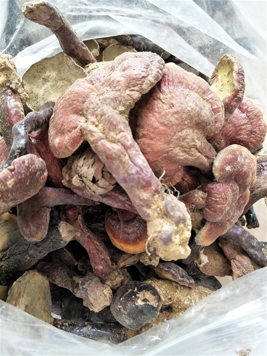 吃了野生赤灵芝 赤芝炖汤大全 欢迎在线咨询