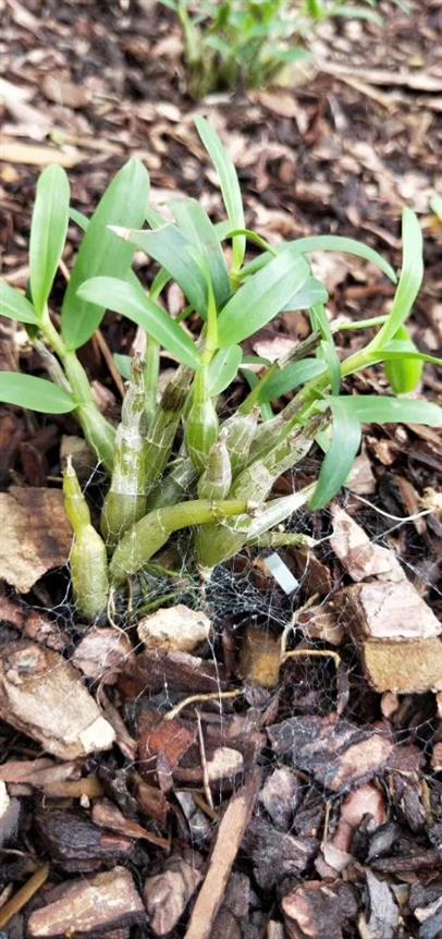 霍山石斛苗哪里有卖正宗霍山米斛苗哪里买免费咨询