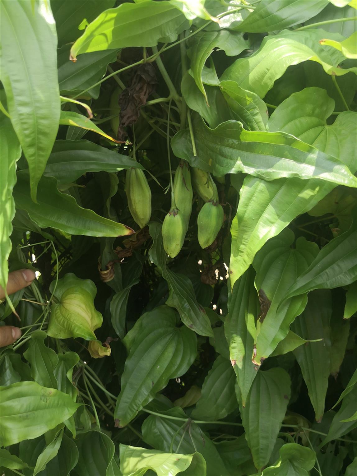 荆门百部种子多少钱