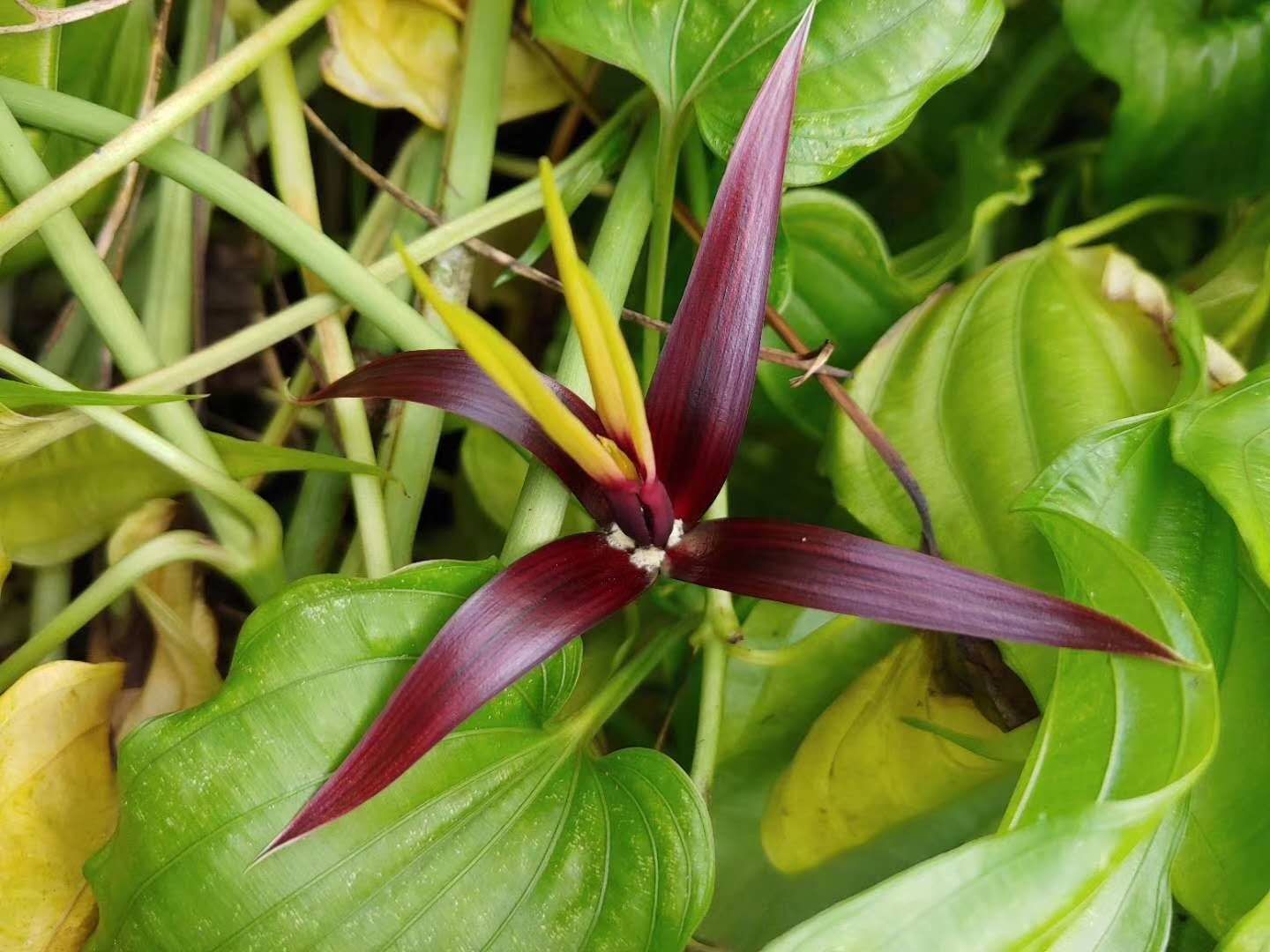 随州百部种子供应