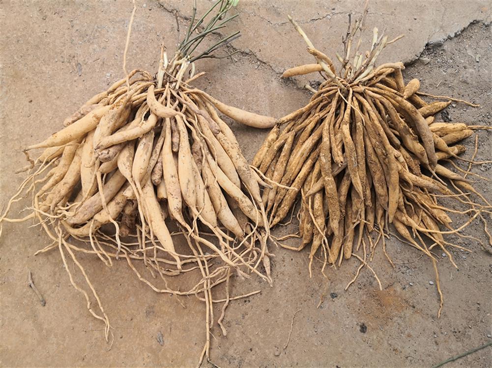 广安百部种子种植前景 分株苗