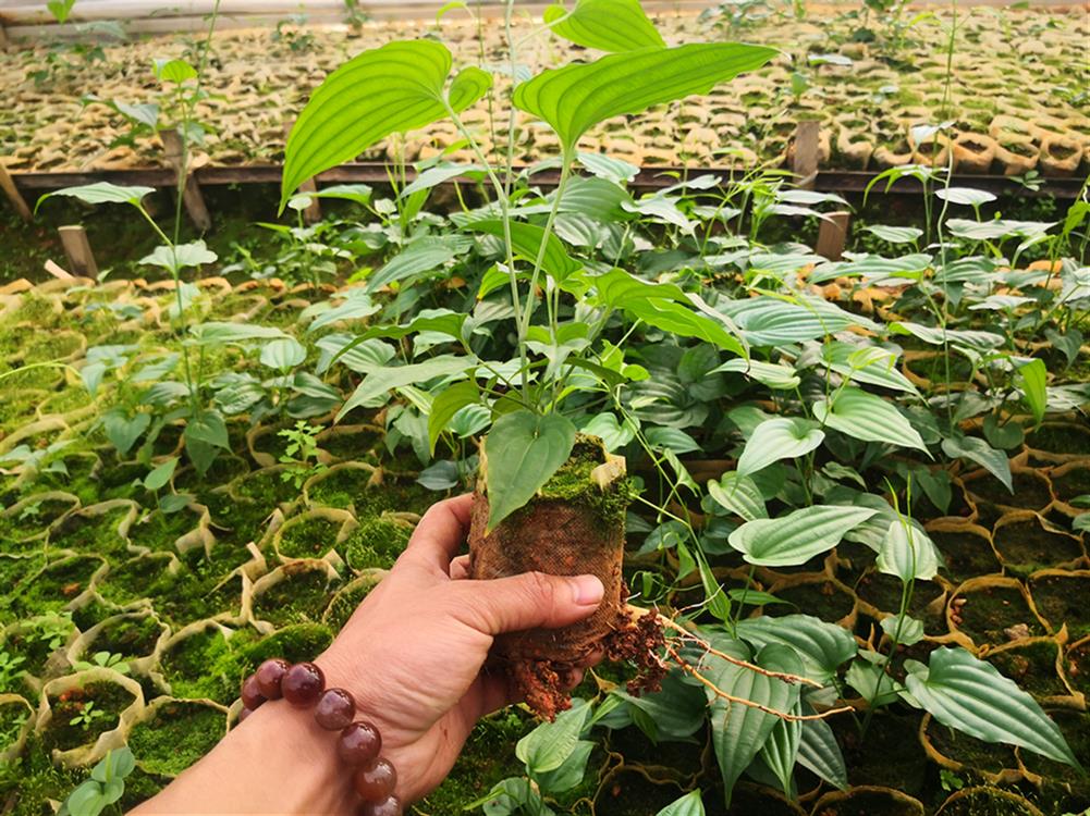 赣州百部种子一亩种多少株 分株苗