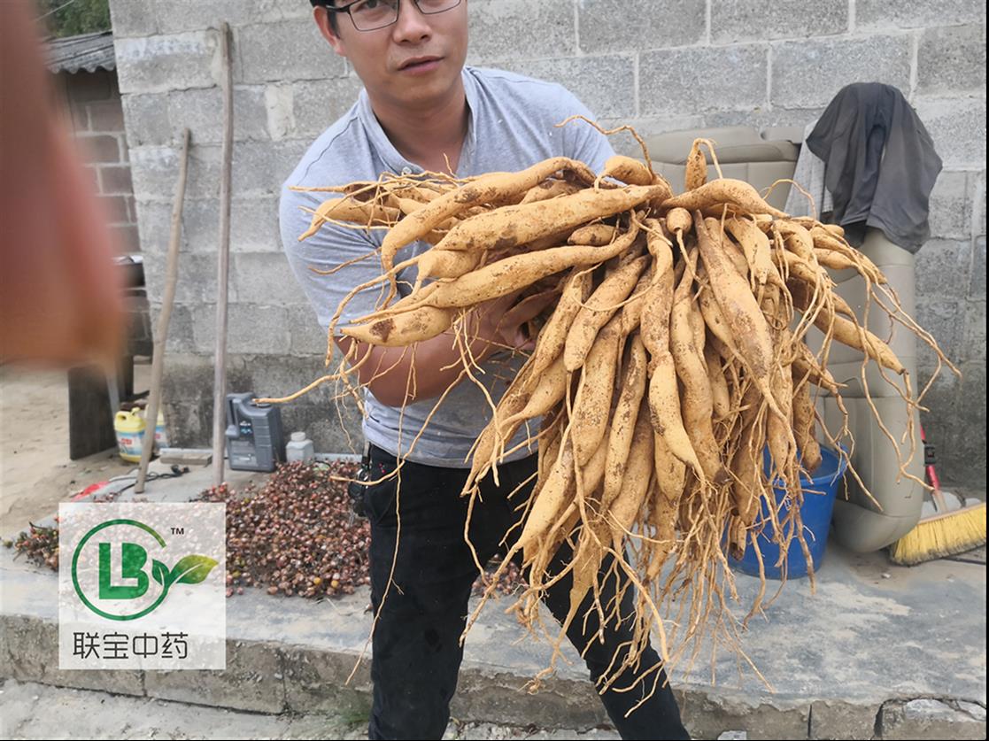 雅安百部种子供应