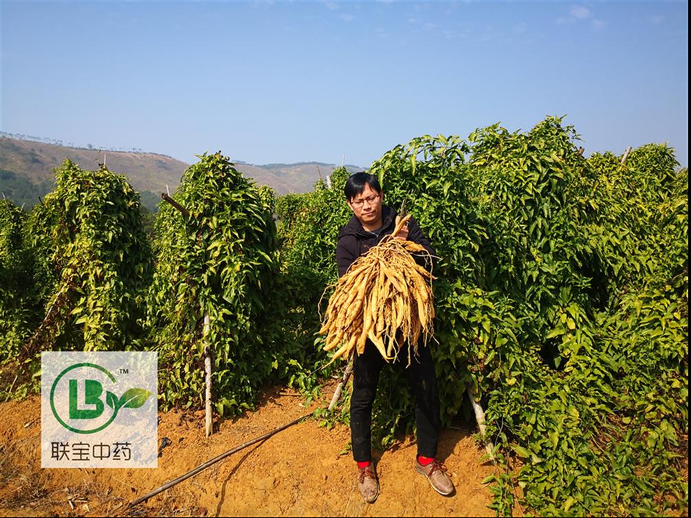 衡阳百部种子种植前景百部种苗