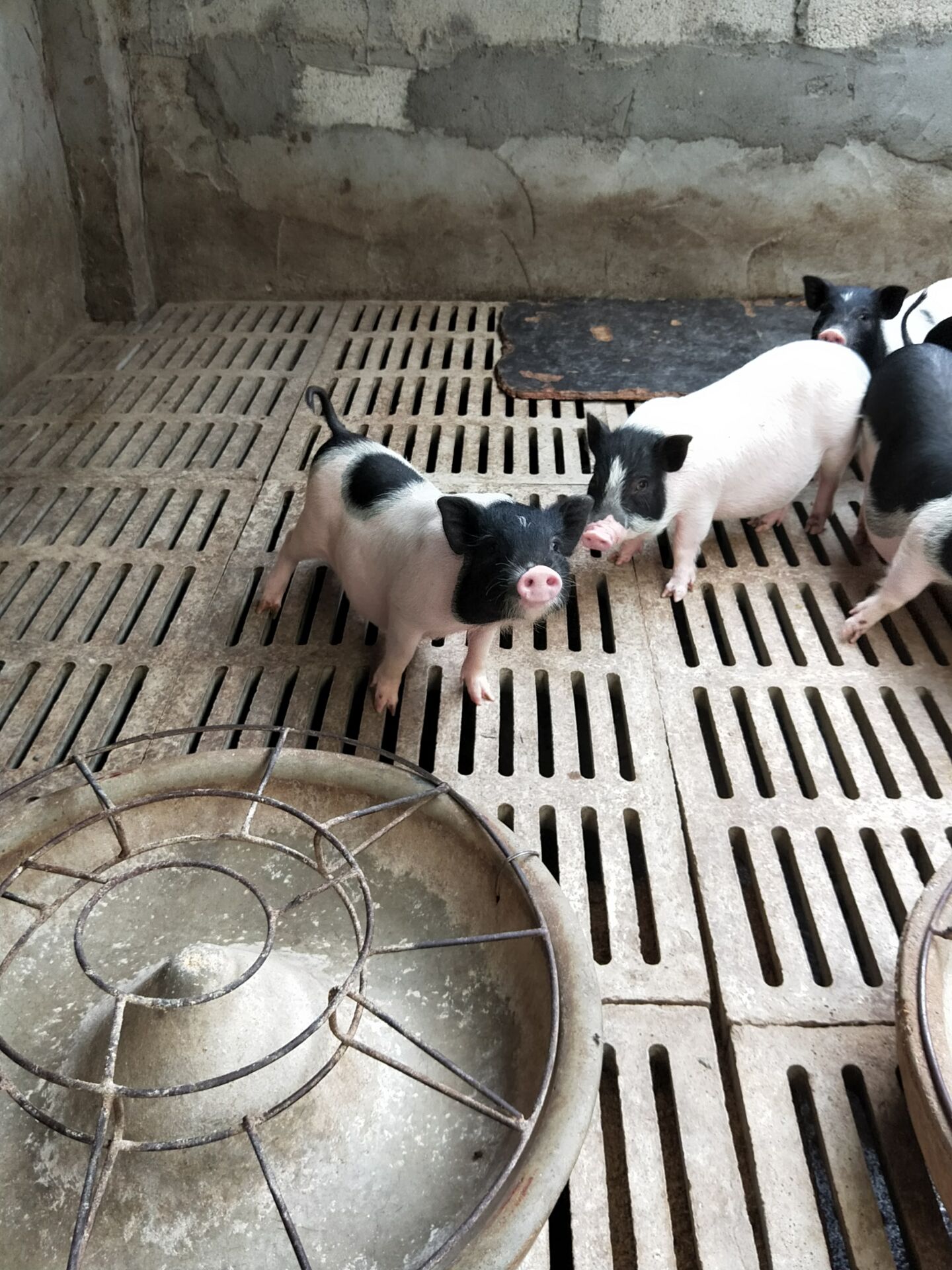 厦门种猪苗批发价